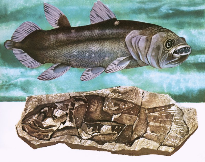 Coelacanth i jego skamielina autorstwa English School