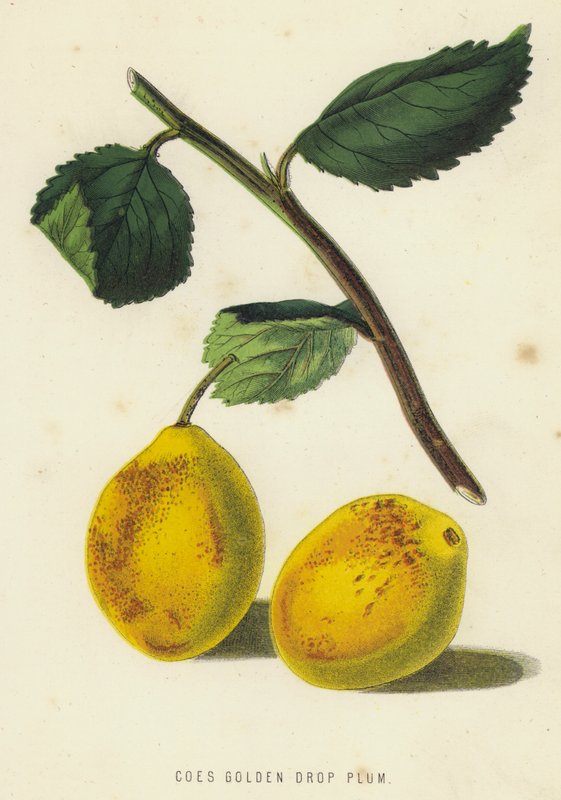 Łodyga śliwki Golden Drop (chromolitho) autorstwa English School