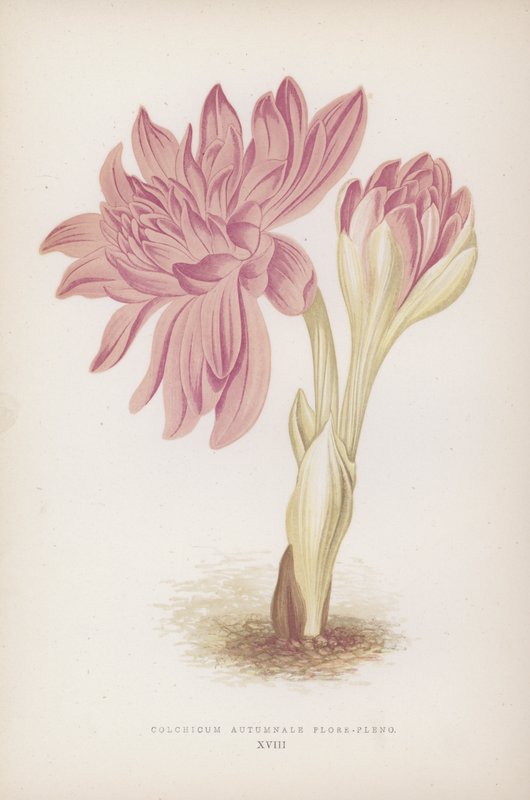 Colchicum Autumnale Flore-pleno (kolor lito) autorstwa English School