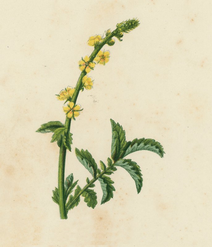 Krewetka pospolita, Agrimonia Eupatoria (kolorowa litografia) autorstwa English School