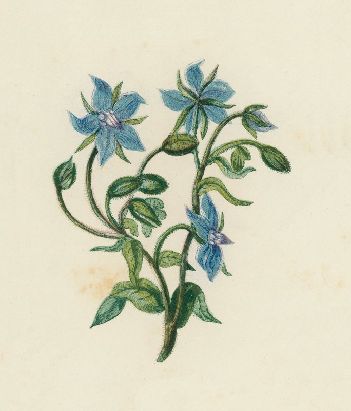 Ogórecznik zwyczajny, Borago Officinalis (kolor lito) autorstwa English School