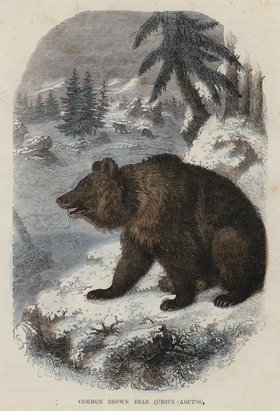 Niedźwiedź brunatny, Ursus Arctos (kolorowy grawerunek) autorstwa English School