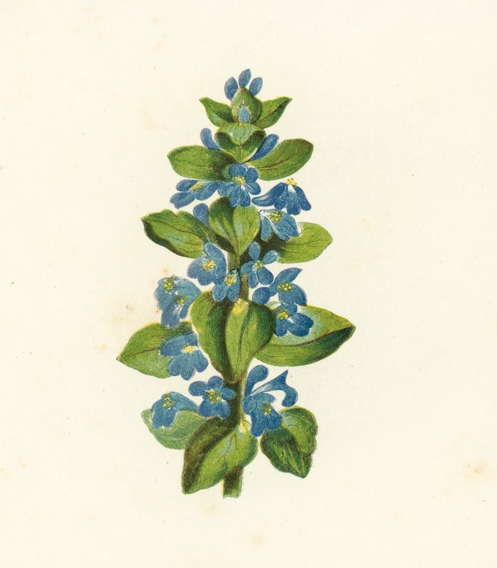Pluskwa zwyczajna, Ajuga Reptans (litografia kolorowa) autorstwa English School