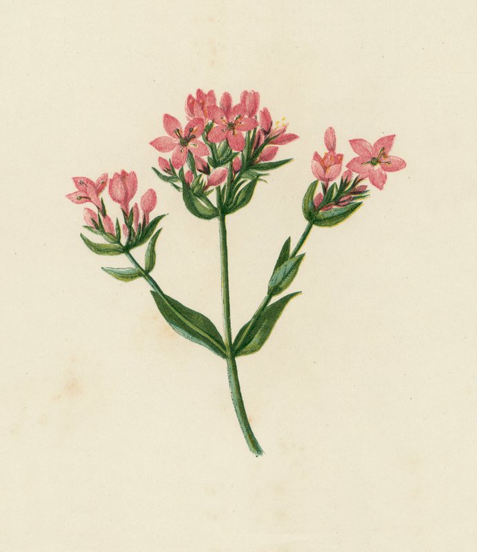 Centaury pospolite, Erythraea Centaurium (kolorowa litografia) autorstwa English School