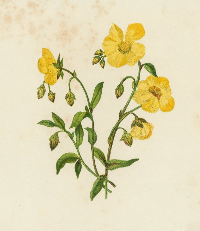 Czystek pospolity; lub, Rock Rose, Helianthemum Vulgare (kolor lito) autorstwa English School