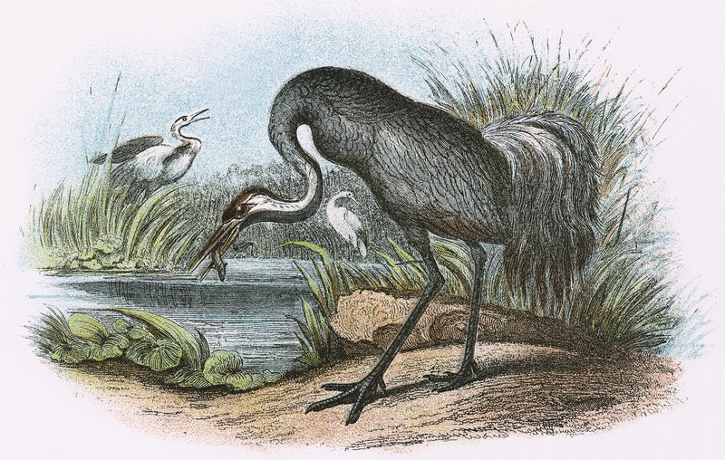 Paprastasis Cranepoli autorstwa English School