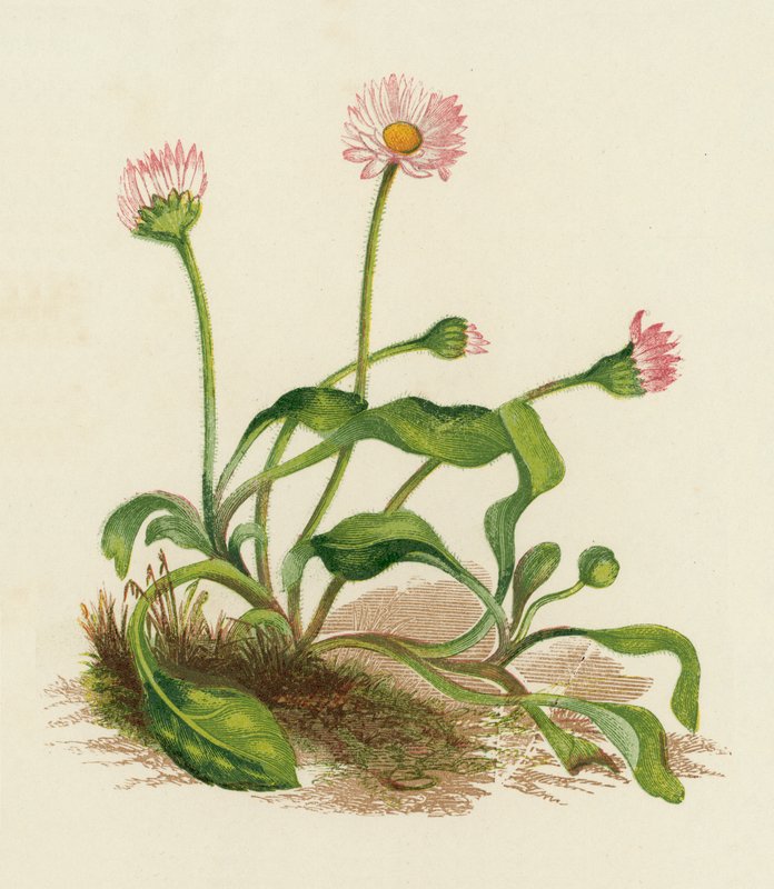 Stokrotka pospolita, Bellis Perennis (kolorowa litografia) autorstwa English School