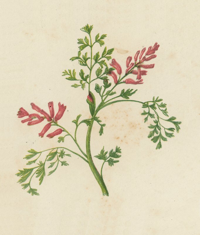 Fumidoria pospolita, Fumaria Officinalis (kolor lito) autorstwa English School