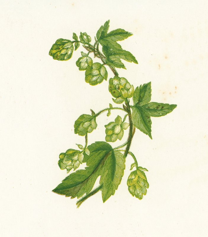 Chmiel zwyczajny, Humulus Lupulus autorstwa English School