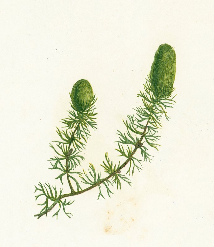 Hornwort zwyczajny, Ceratophyllum Demersum autorstwa English School