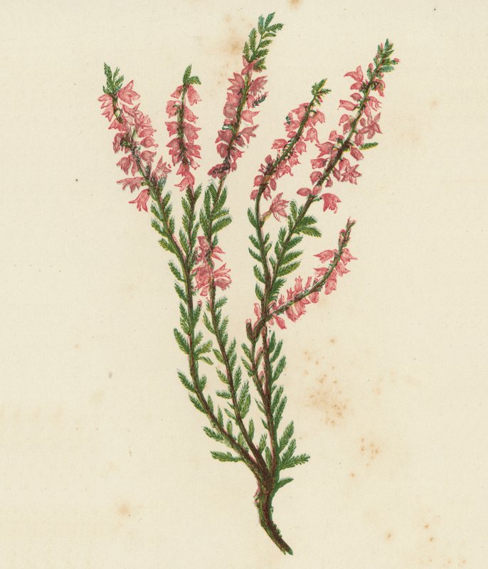 Krwawnica pospolita lub wrzos zwyczajny, Calluna Vulgaris (kolor lito) autorstwa English School