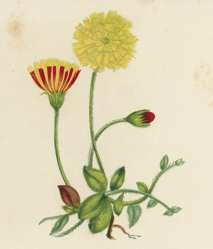 Jastrzębiec kosmaczek, Hieracium Pilosella (kolor lito) autorstwa English School