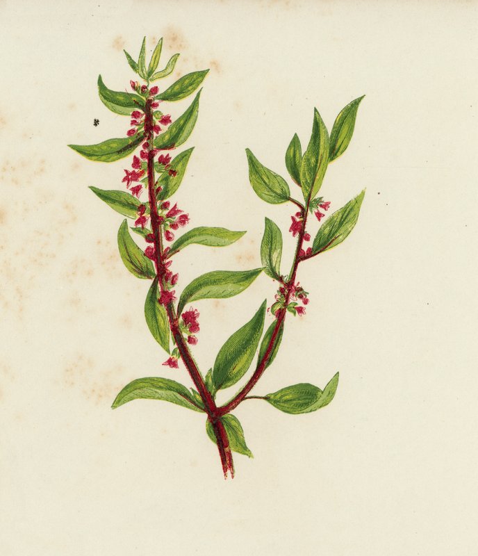 Bieluń dziędzierzawa, Parietaria Officinalis (kolorowa litografia) autorstwa English School