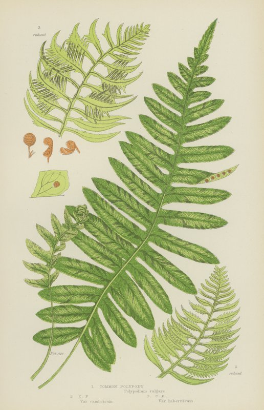 Polypody pospolite (litografia kolorowa) autorstwa English School
