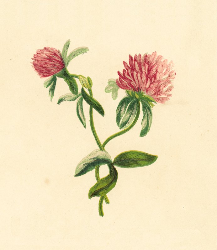 pospolita purpurowa koniczyna, trifolium pratense autorstwa English School