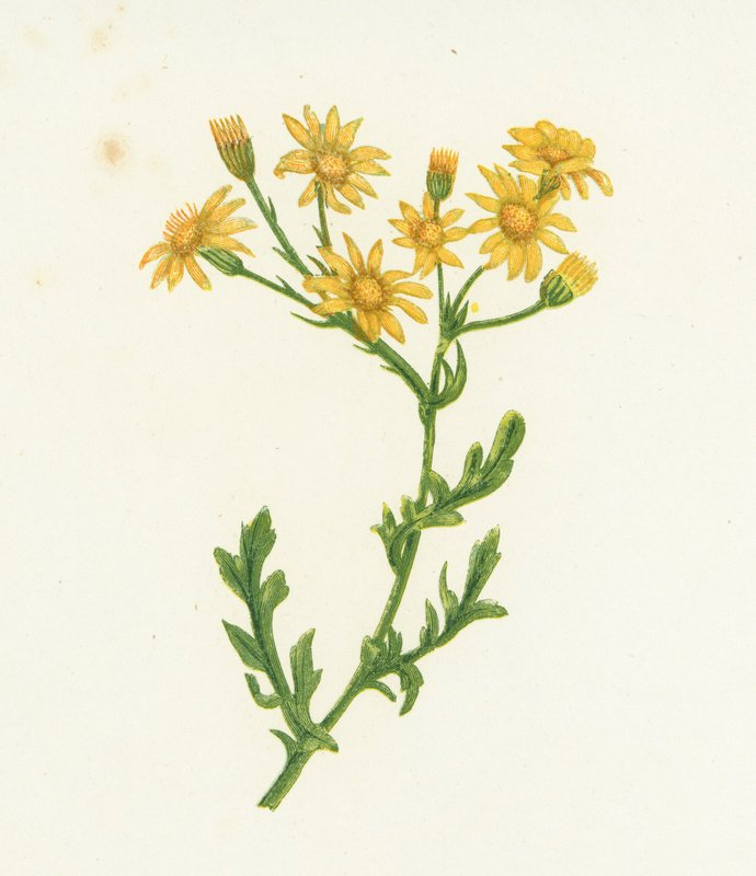 Krosta zwyczajny, Senecio Jacobaea autorstwa English School