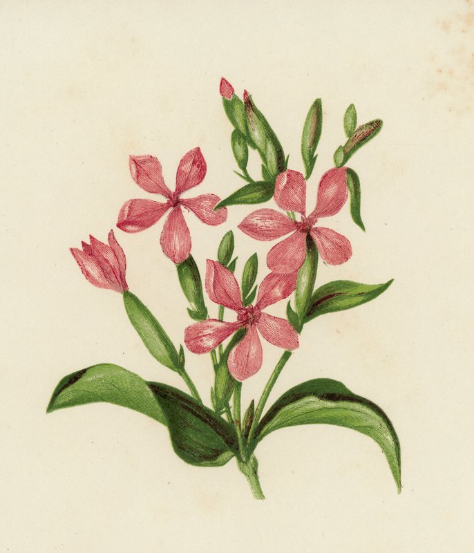 Mydlnica lekarska, Saponaria Officinalis (kolor lito) autorstwa English School