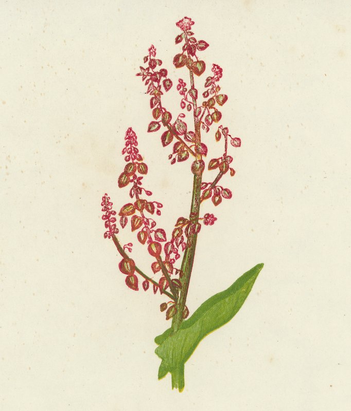 Szczaw zwyczajny, Rumex acetosa (kolor lito) autorstwa English School