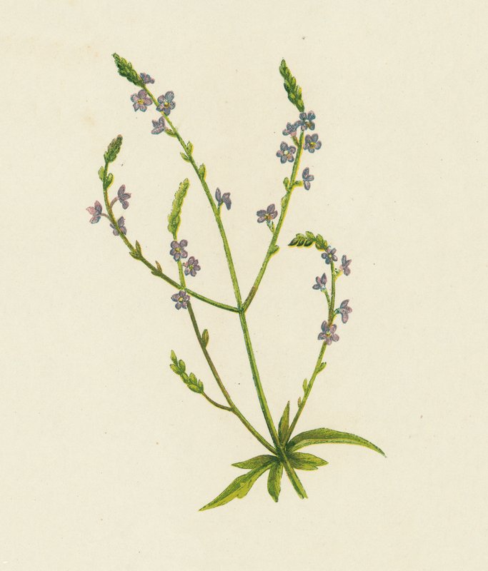 Werbena pospolita, Verbena Officinalis (kolor lito) autorstwa English School