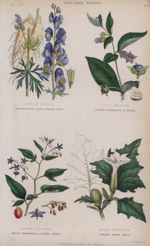 Zmora wilka zwyczajnego lub kaptur mnicha; Deadly Nightshade lub Dwale; Woody Nightshade lub Bitter Sweet; Jabłko Cierniowe (kolorowe grawerowanie) autorstwa English School