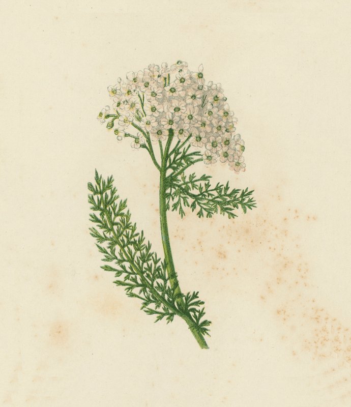 Krwawnik zwyczajny lub Krwawnik zwyczajny, Achillea Millefolium (kolor lito) autorstwa English School