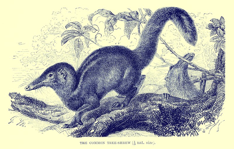 Szczeżuja pospolita, ilustracja z "The Royal Natural History" (litografia) autorstwa English School