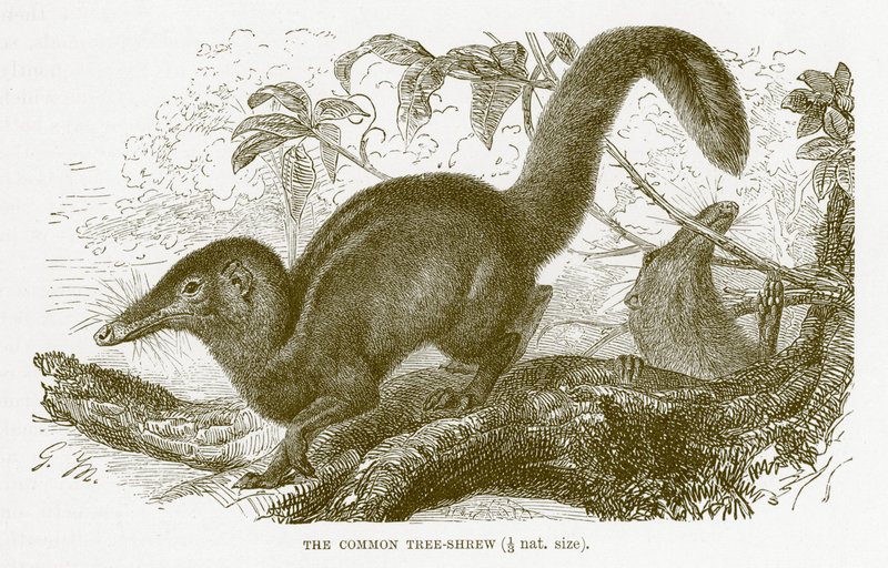 Ryjówka pospolita, ilustracja z Królewskiej Historii Naturalnej autorstwa English School