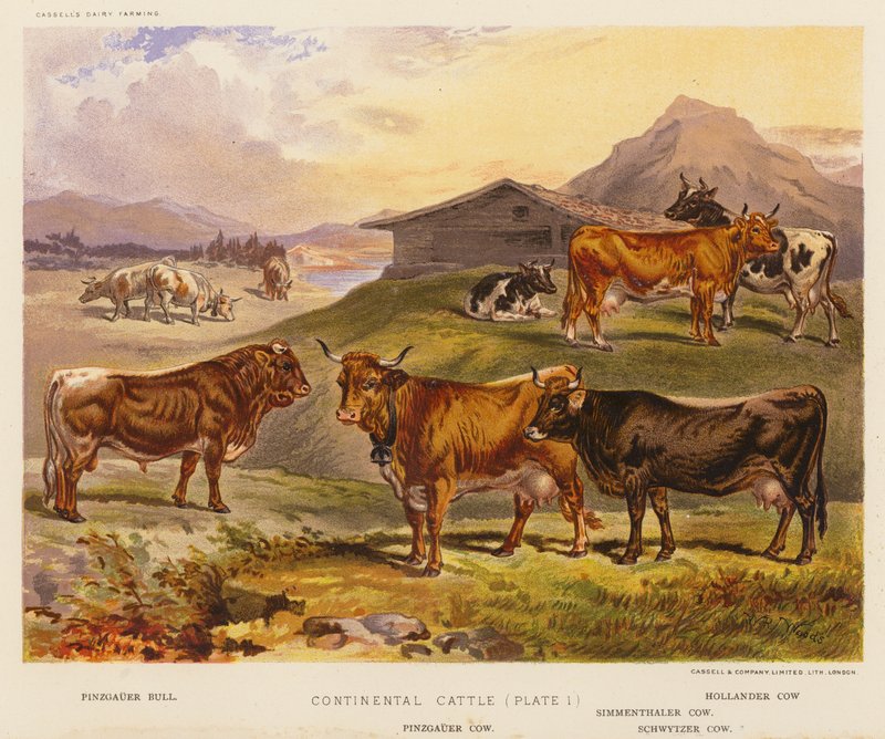 Continental Cattle (kolorowa litografia) autorstwa English School