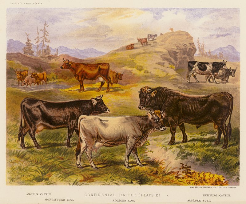 Continental Cattle (kolorowa litografia) autorstwa English School