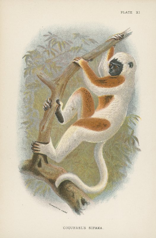 Sifaka Coquerel autorstwa English School