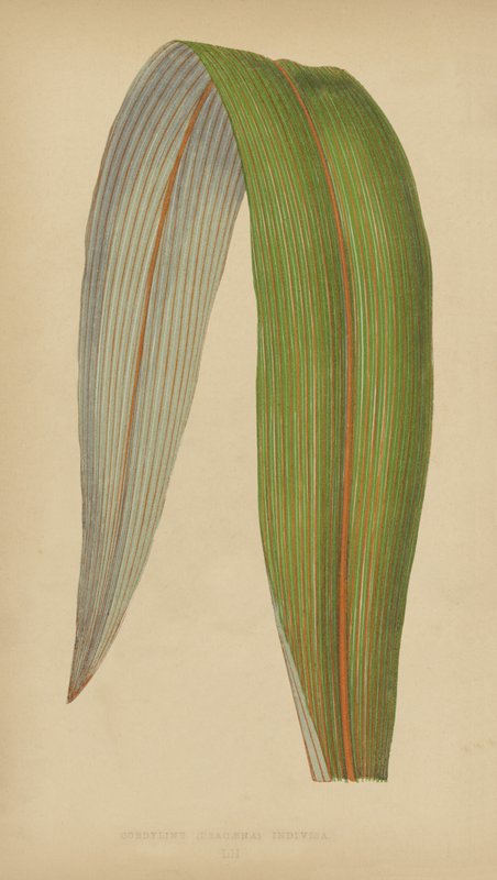 Cordyline (Dracaena) Niepodzielona autorstwa English School