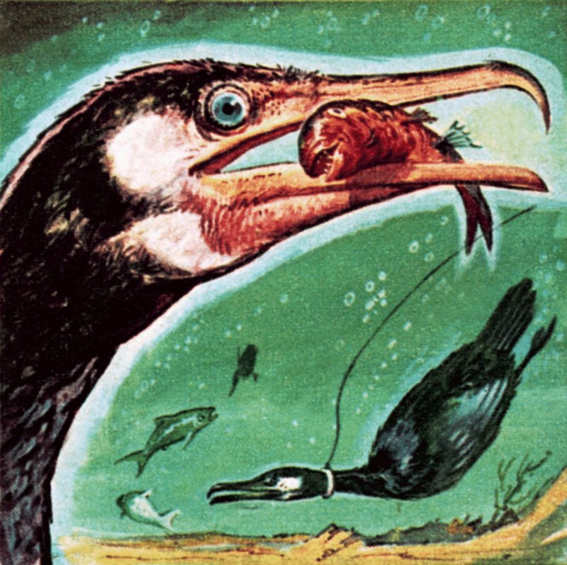 Kormoran autorstwa English School