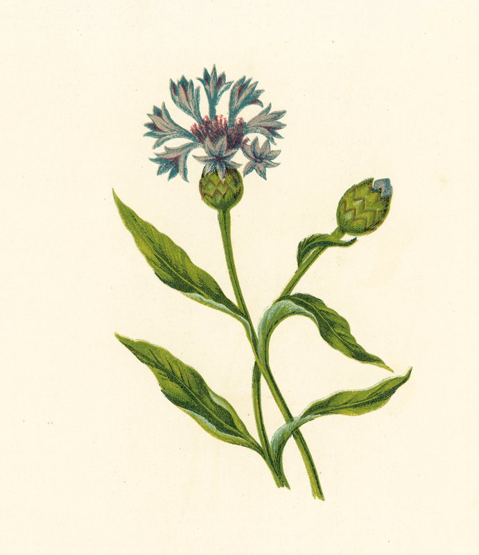 Corn Blue-Bottle, Centaurea Cyanus (kolorowa litografia) autorstwa English School