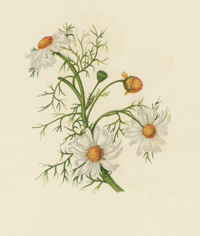 Corn Feverfew, Pyrethrum Inodorum (kolor lito) autorstwa English School