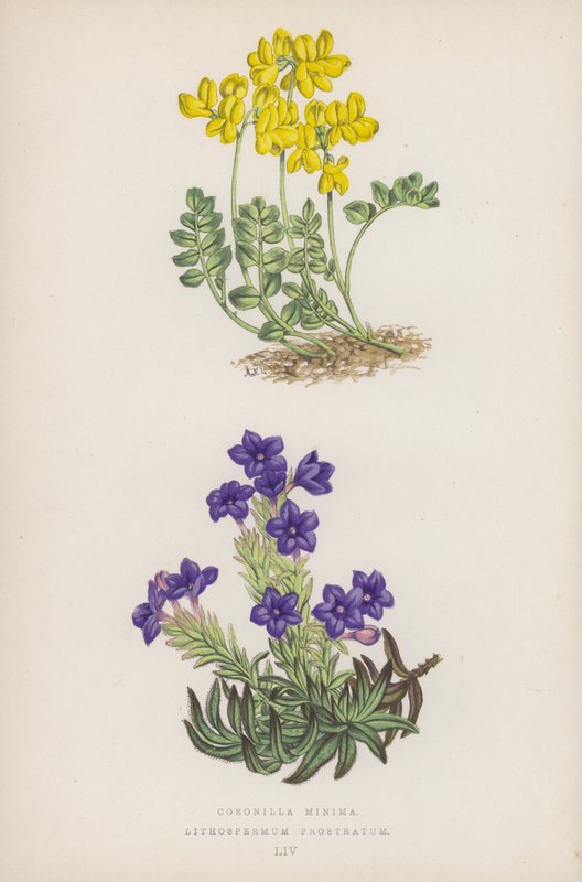 Małe korony; Lithospermum Prostratum (kolor lito) autorstwa English School
