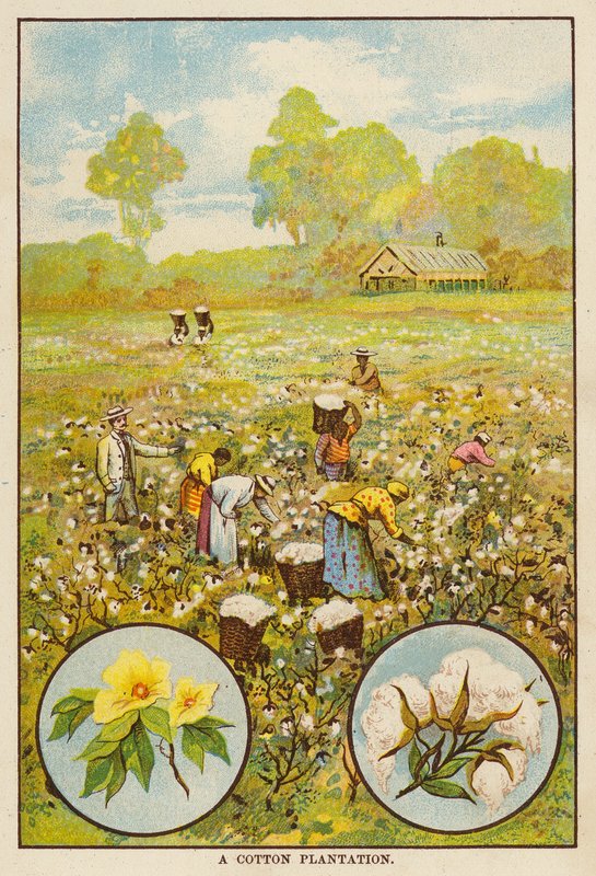 Plantacja bawełny (kolorowa litografia) autorstwa English School