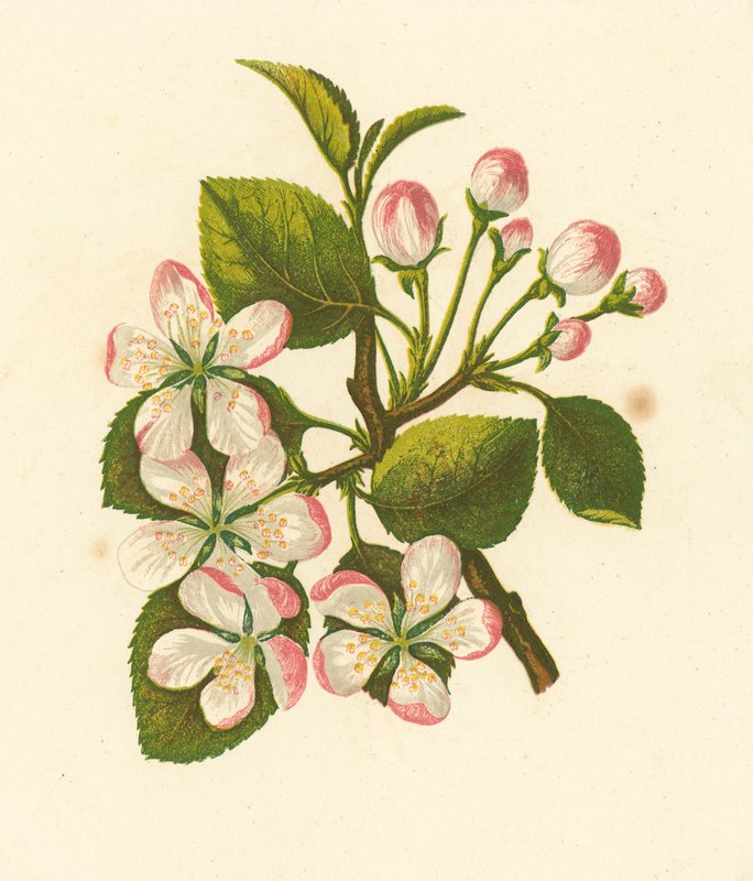 Jabłko kraba, Pyrus Malus (litografia kolorowa) autorstwa English School
