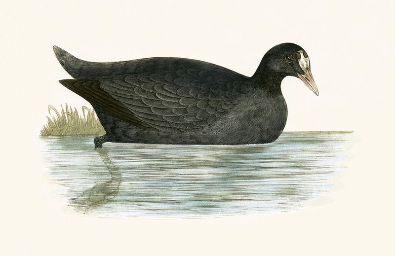 Crested Coot, ilustracja z „Historii ptaków Europy nieobserwowanych na wyspach brytyjskich” Charlesa Roberta Bree (1811-86), opublikowana w 1867 r. autorstwa English School