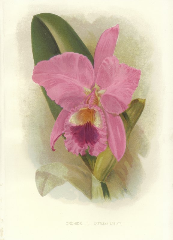 Karmazynowa Cattleya autorstwa English School