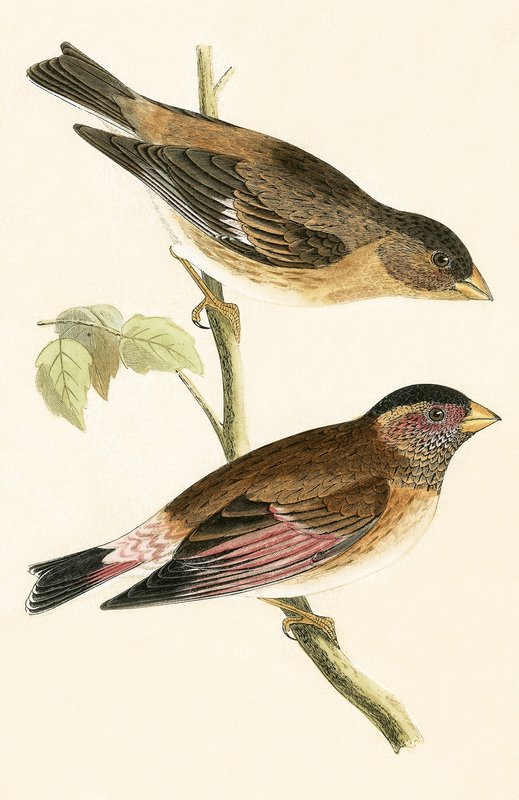 Karmazynowy Winged Grosbeak, ilustracja z „Historii ptaków Europy nieobserwowanej na wyspach brytyjskich” Charlesa Roberta Bree (1811-86), opublikowana w 1867 r. autorstwa English School