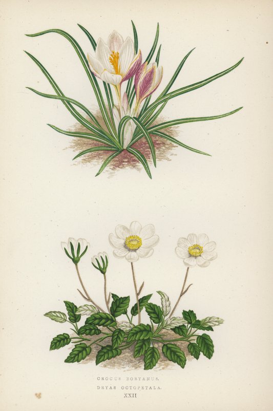 Crocus Boryanus; Dryas Octopetala (kolorowa litografia) autorstwa English School