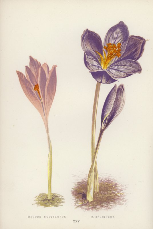 Crocus Nudiflorus; C Speciosus (colour litho)   1418253   pl       polish Successfully Translated  Original: Portrait of a Man Translat: Portrait of a Man 1391394 pl polish Successfully Translated Original: The Brazen Serpent Translat: The Brazen Serpent 1 autorstwa English School