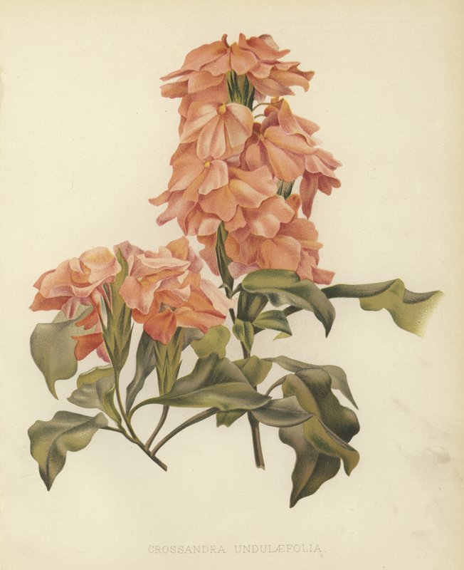 Crossandra undulaefolia autorstwa English School