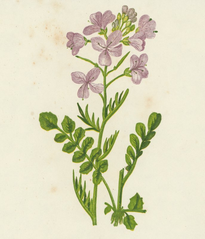 Kwiat kukułki, Cardamine Pratensis (kolorowa litografia) autorstwa English School
