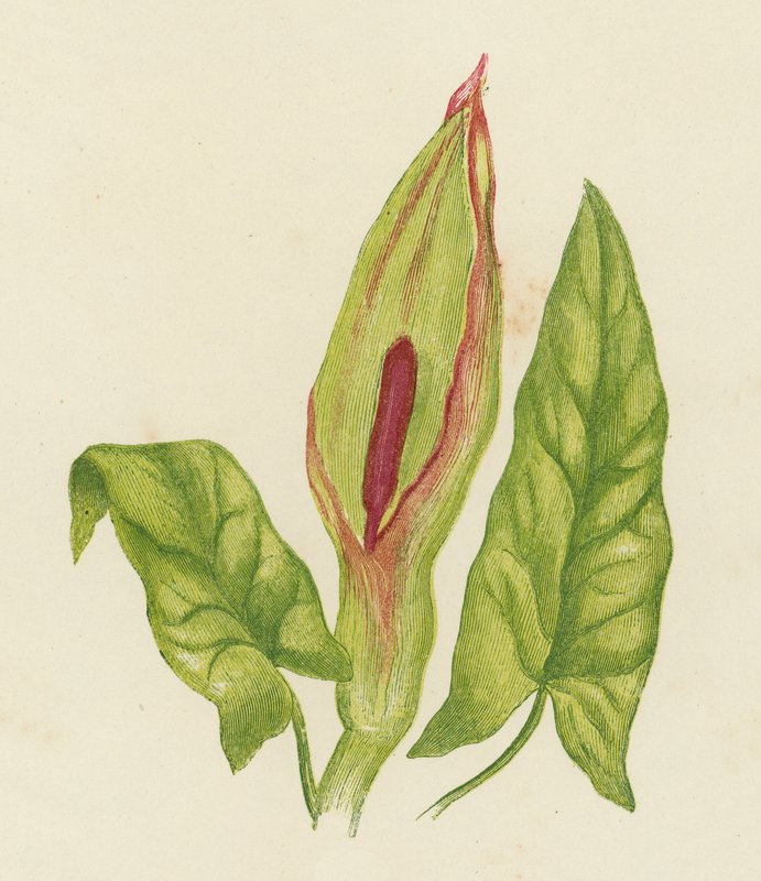 Kukułka Pinta, Arum Maculatum (kolorowa litografia) autorstwa English School
