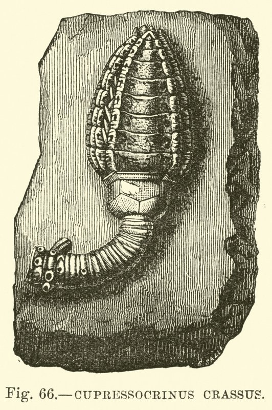 Cypressocrinus autorstwa English School