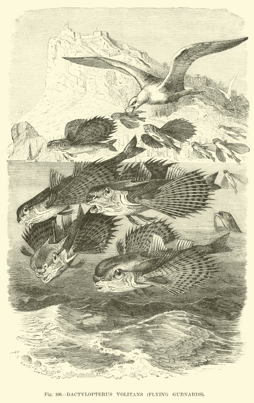 Dactylopterus Volitans, Latające Gurnardy autorstwa English School