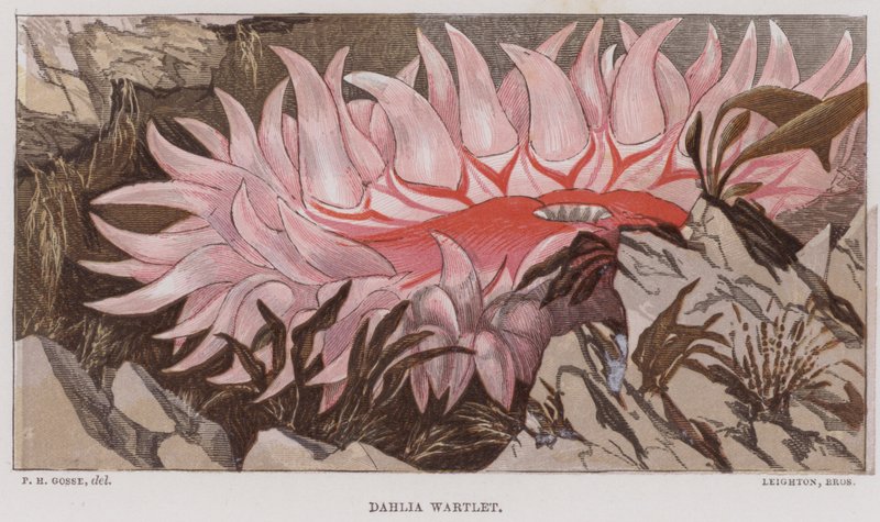 Dahlia Wartlet (kolorowa litografia) autorstwa English School