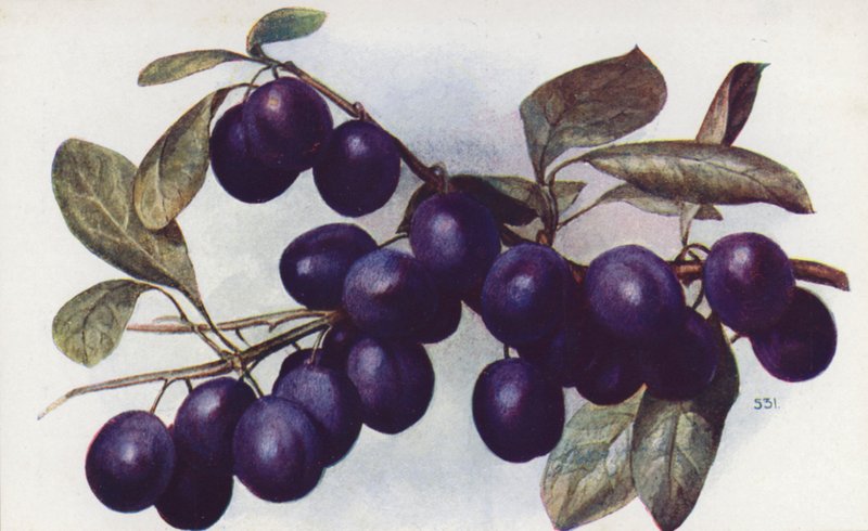 Damson, "The Merryweather" (kolorowa litografia) autorstwa English School