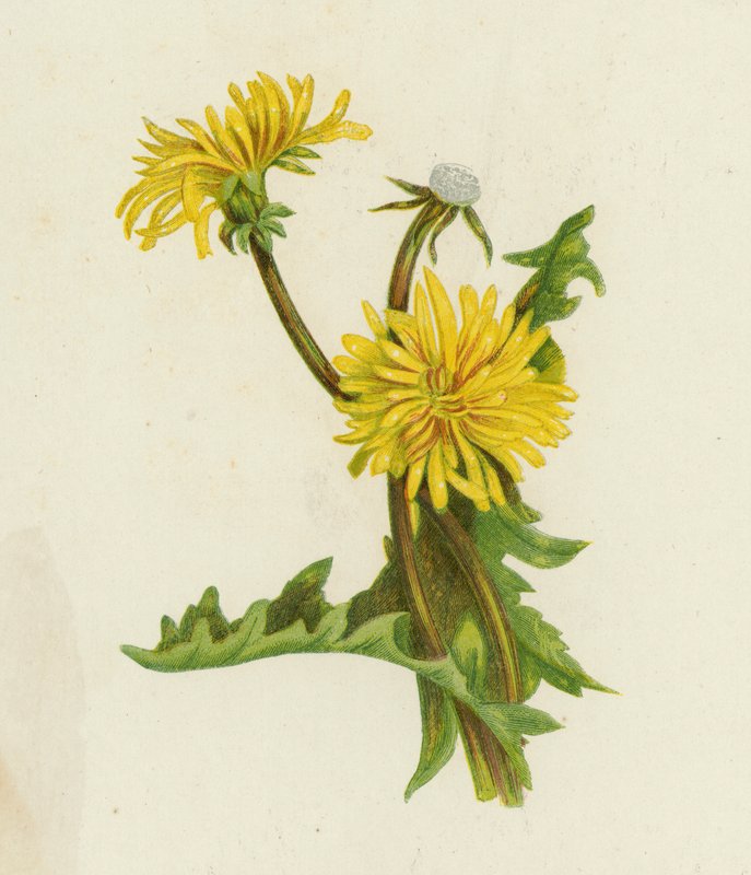 Dente-de-leão, Leontodon Taraxacum (color litho) polonês autorstwa English School